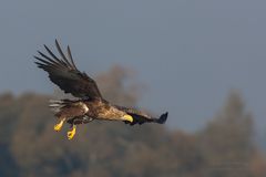 Seeadler