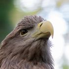 Seeadler-2246