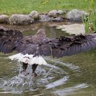 Seeadler 