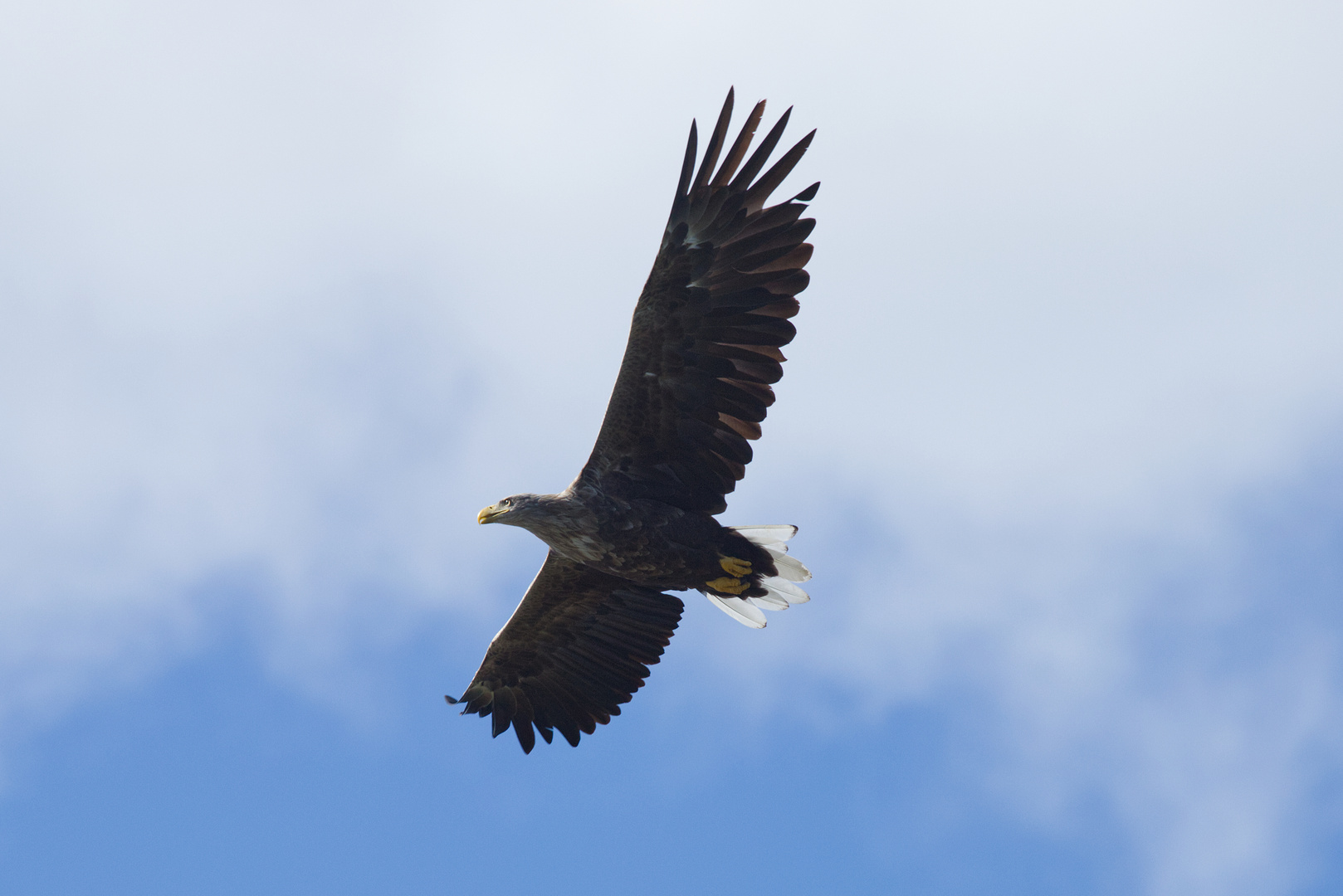 Seeadler