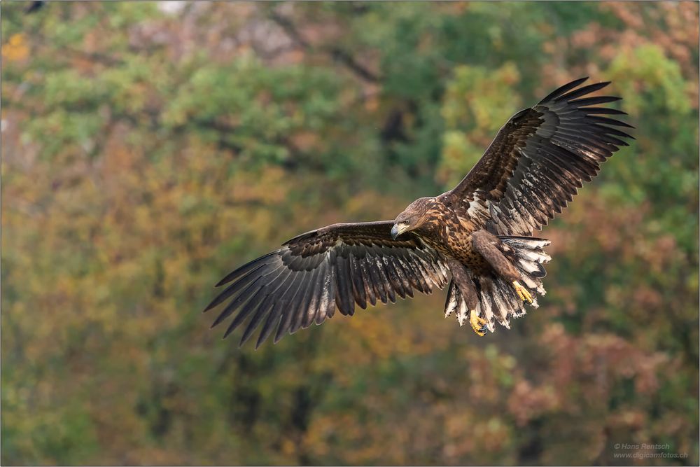 Seeadler...