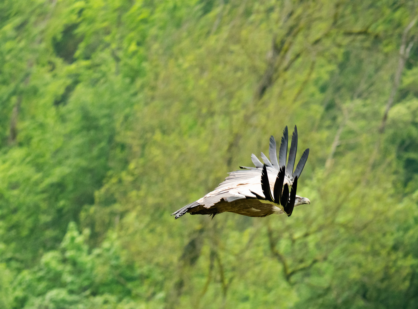 Seeadler