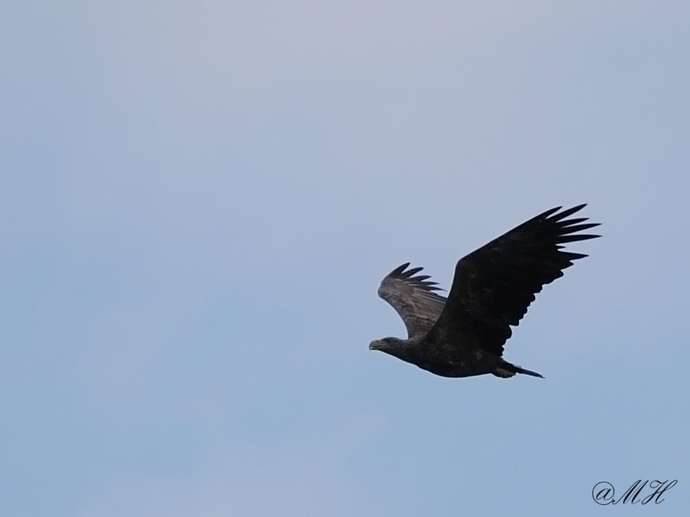 Seeadler