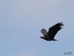 Seeadler