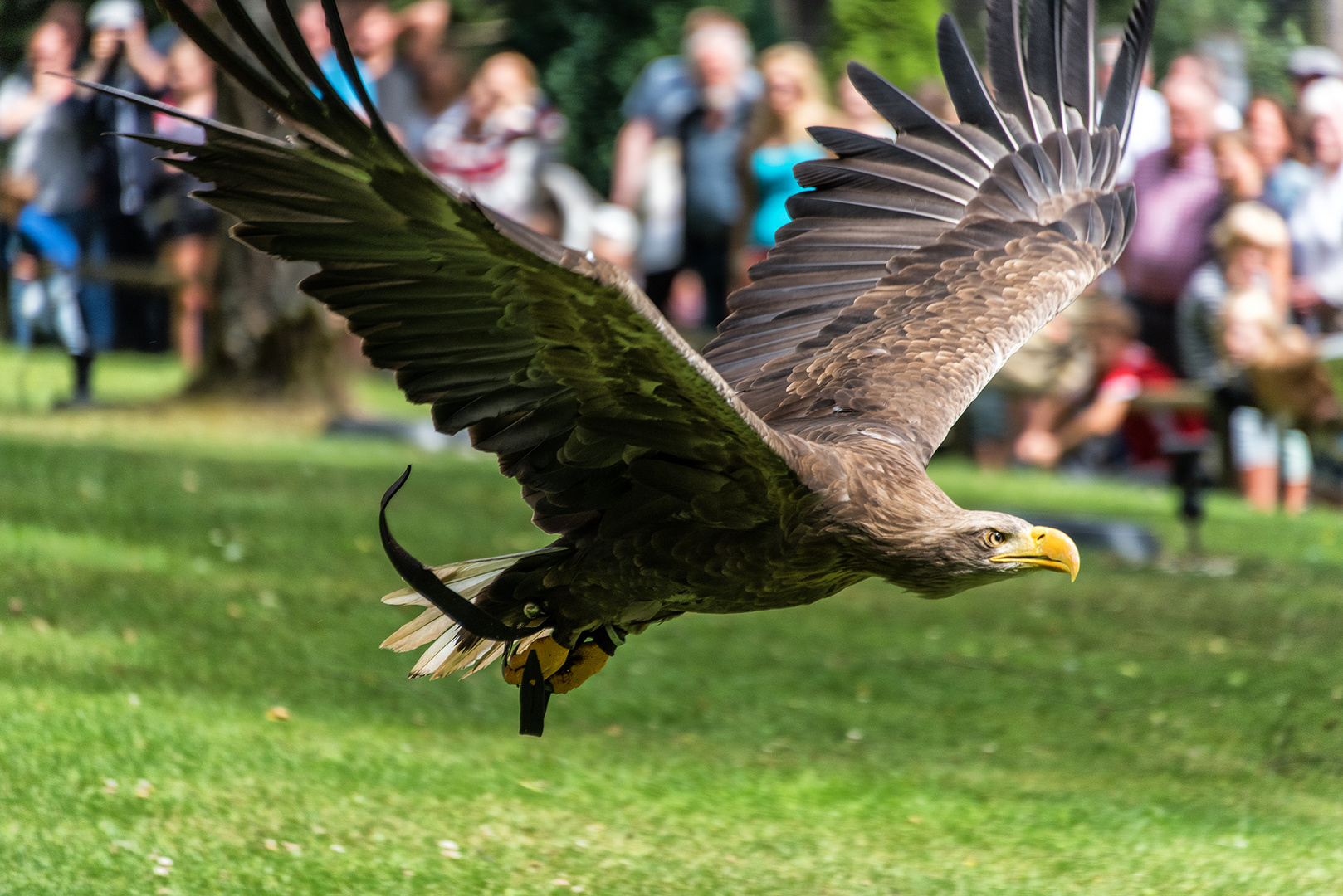 Seeadler 