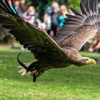 Seeadler 