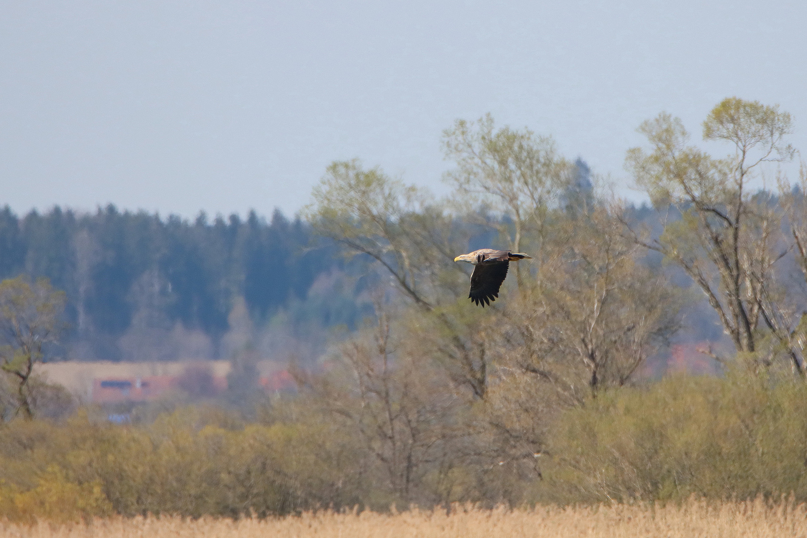 Seeadler