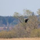 Seeadler