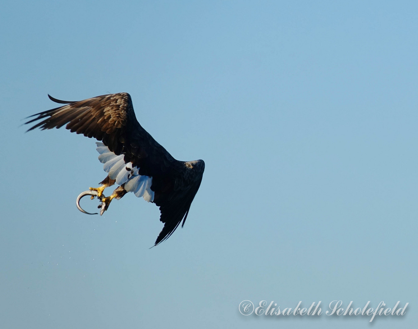 Seeadler