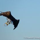 Seeadler