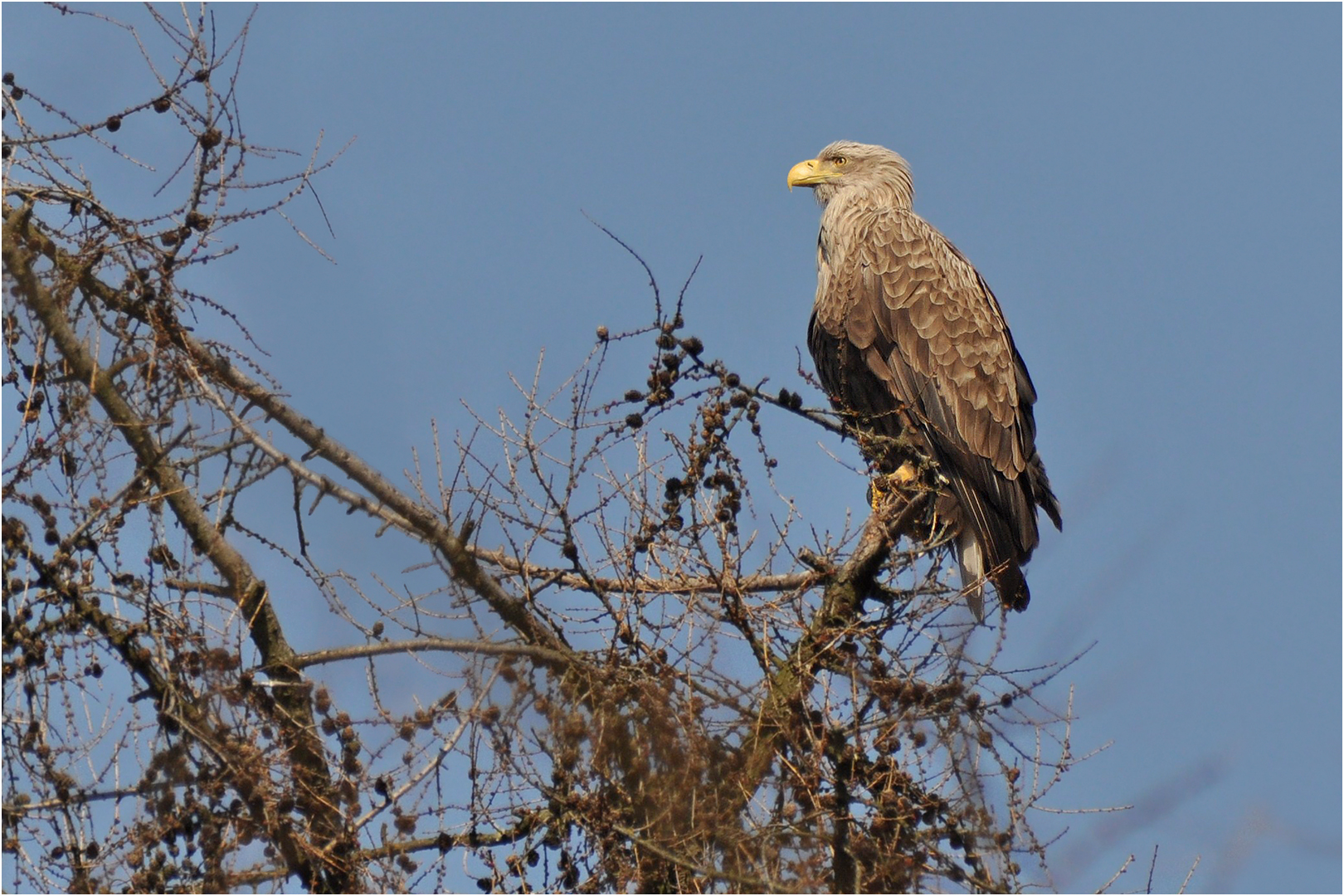 Seeadler