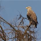 Seeadler