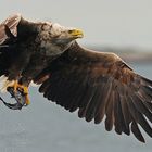 Seeadler