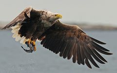 Seeadler