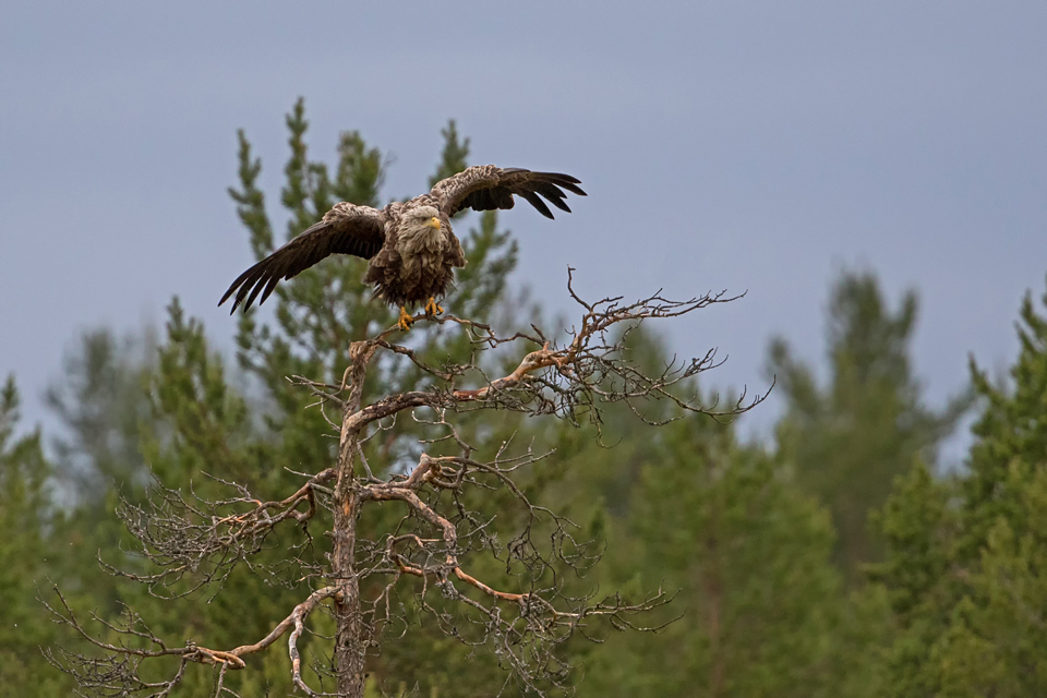 Seeadler