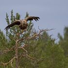 Seeadler