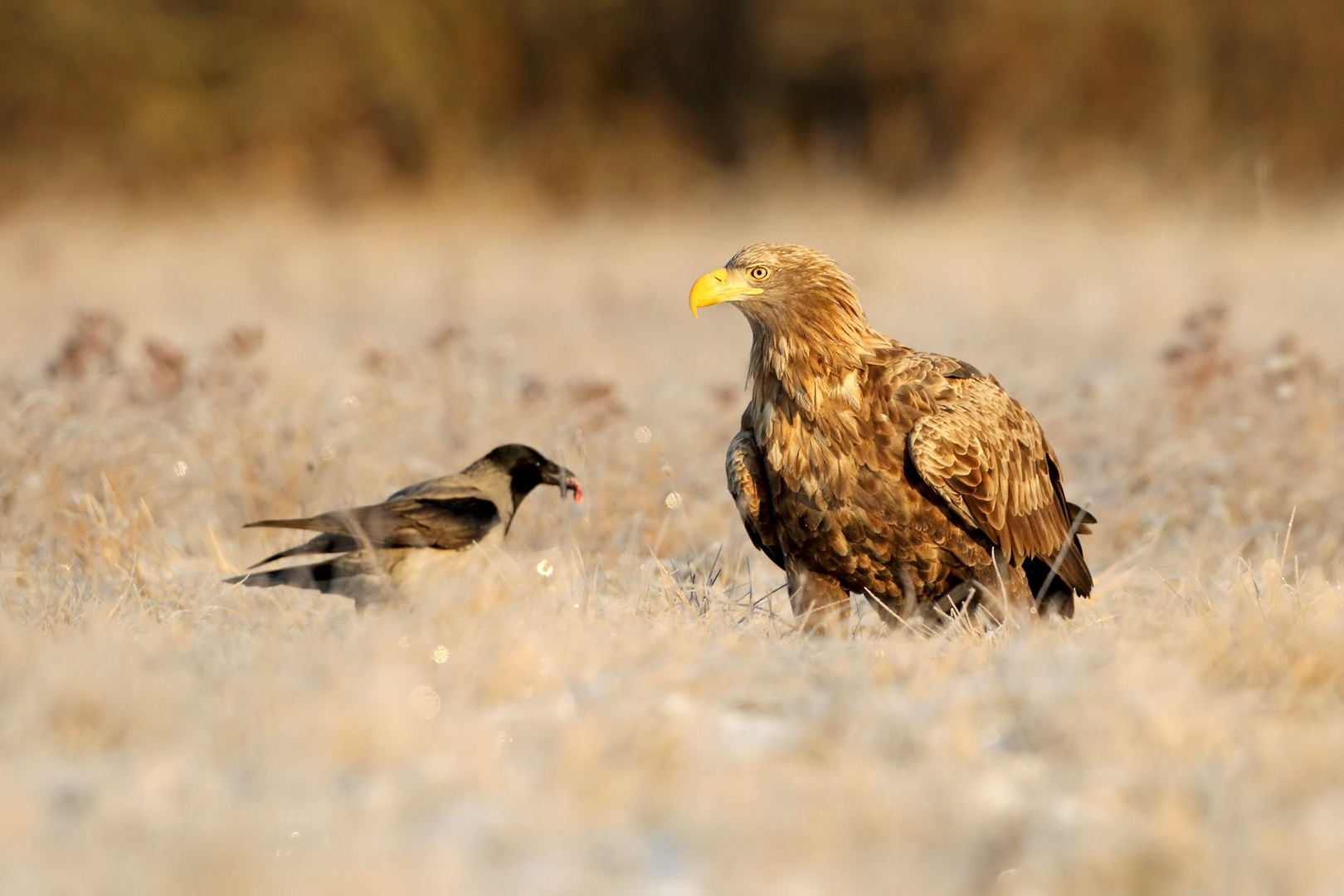 Seeadler