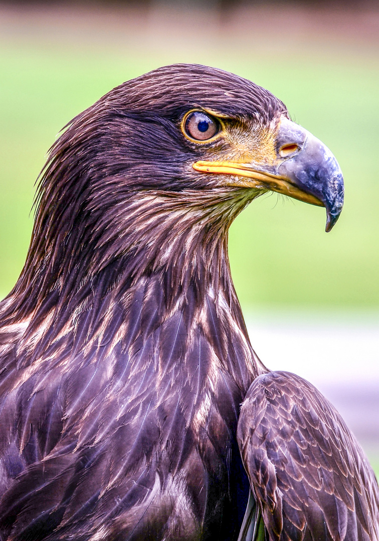 Seeadler