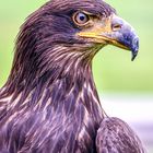 Seeadler