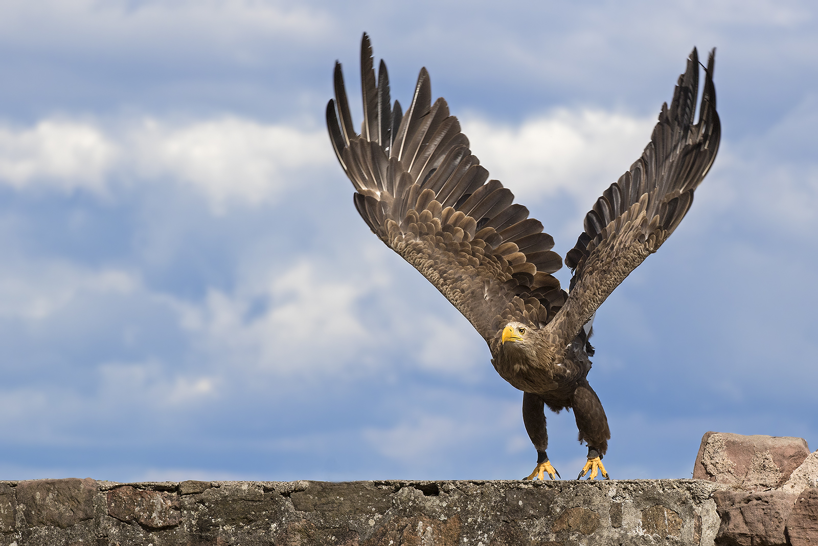 Seeadler....