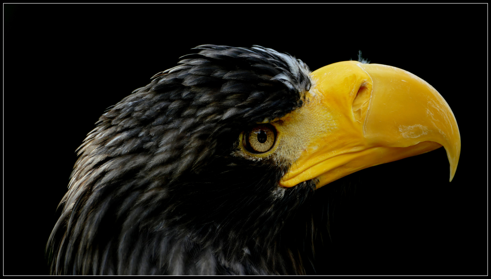 Seeadler