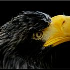 Seeadler