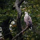  Seeadler 