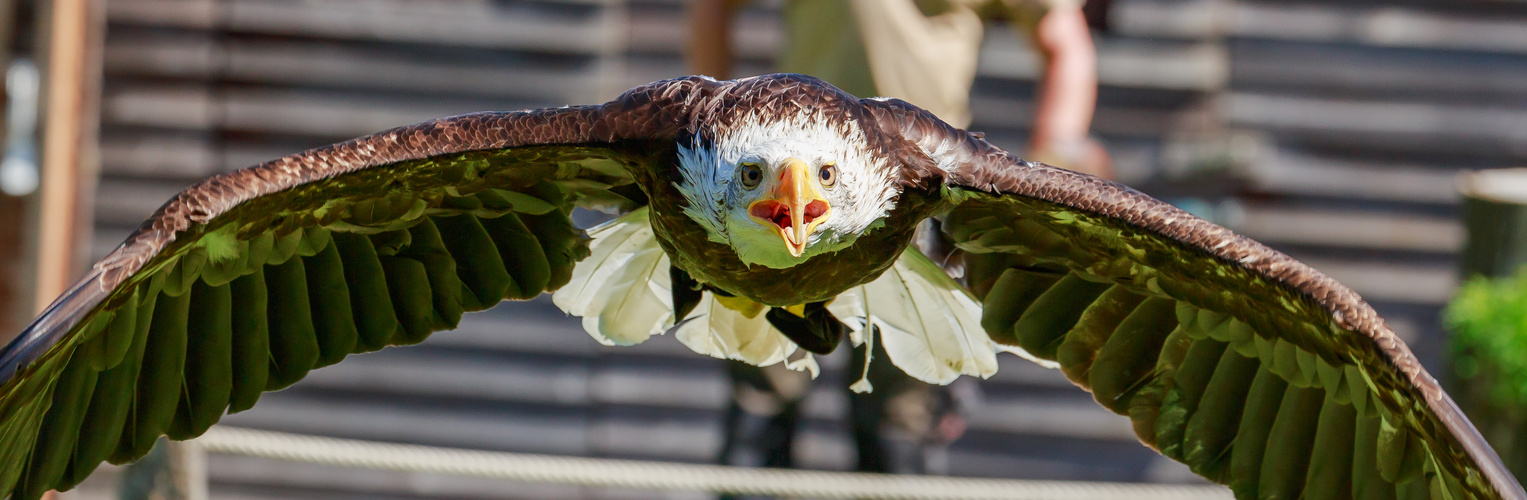 Seeadler