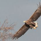 Seeadler