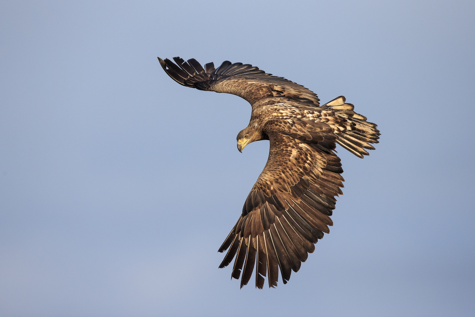 Seeadler