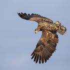 Seeadler