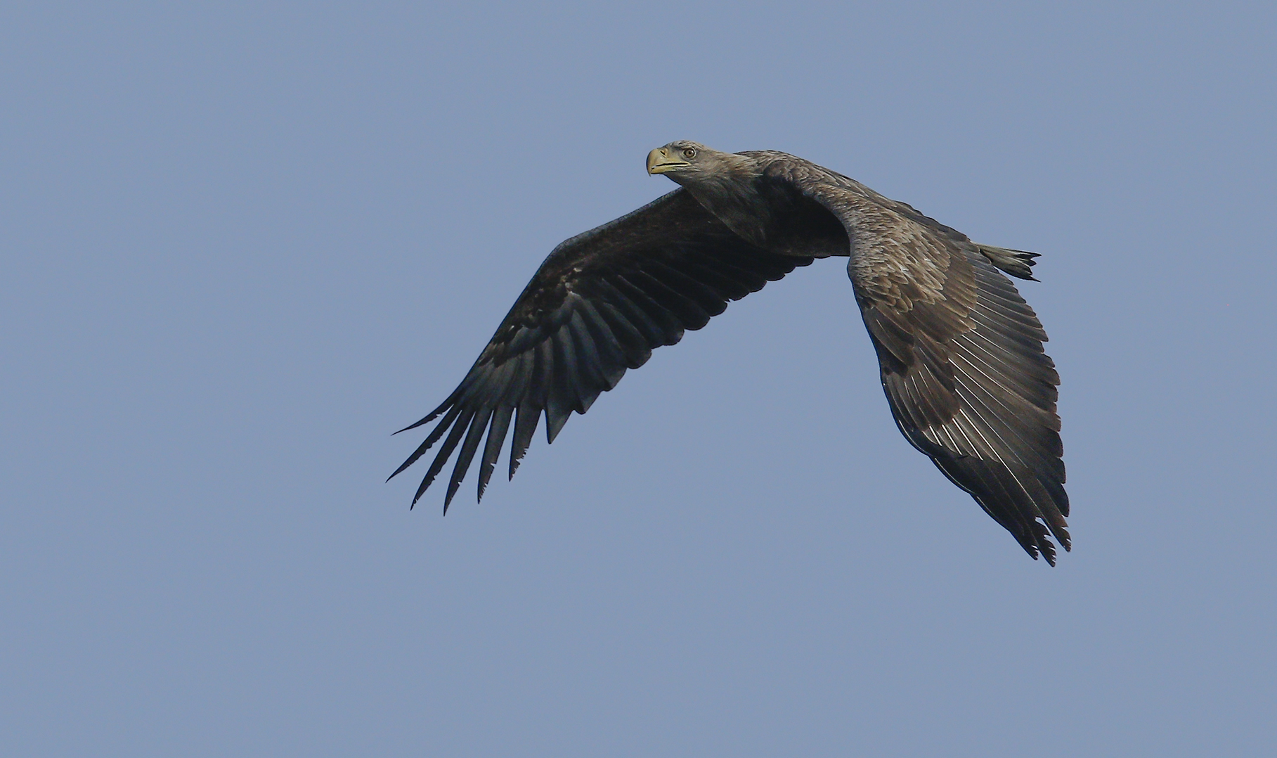 Seeadler