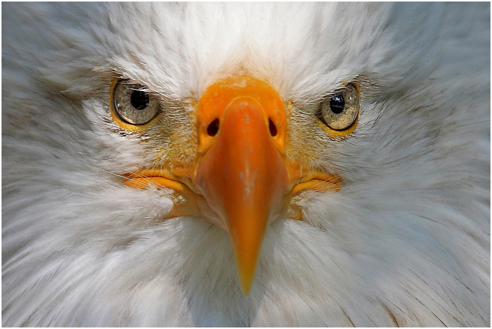 Seeadler