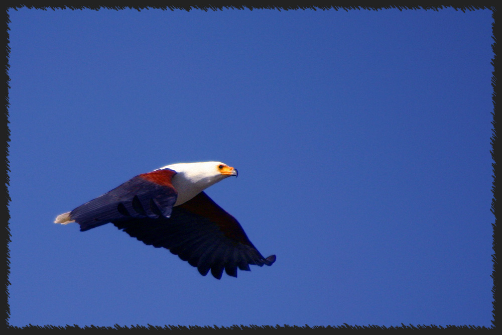 Seeadler