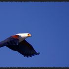 Seeadler