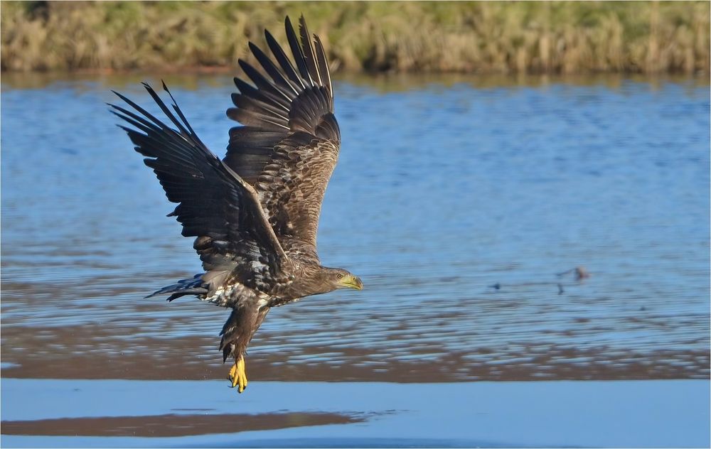 Seeadler