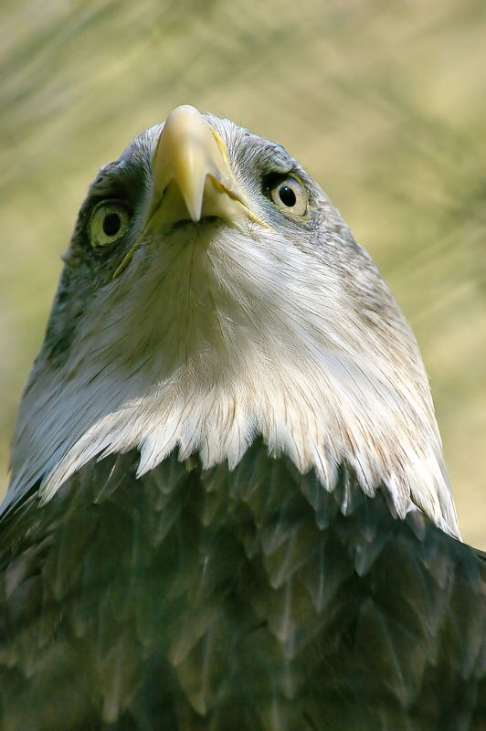 Seeadler