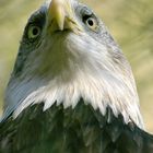 Seeadler