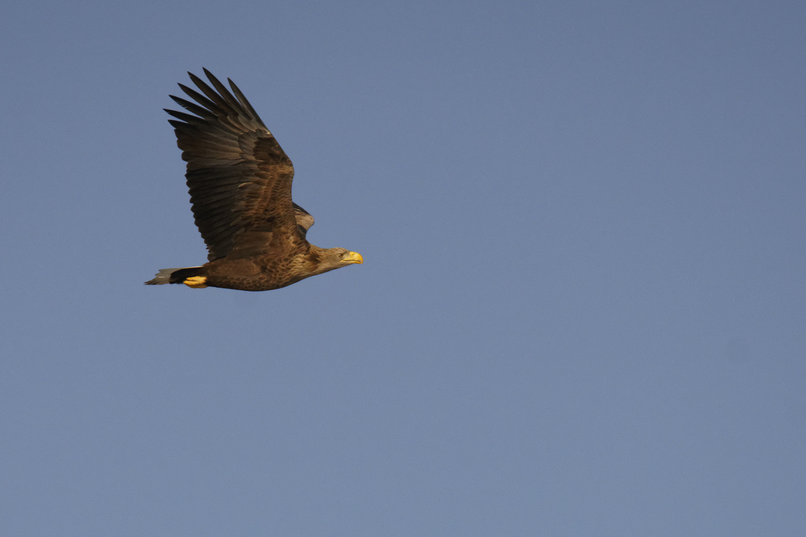 Seeadler