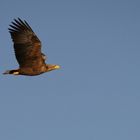 Seeadler