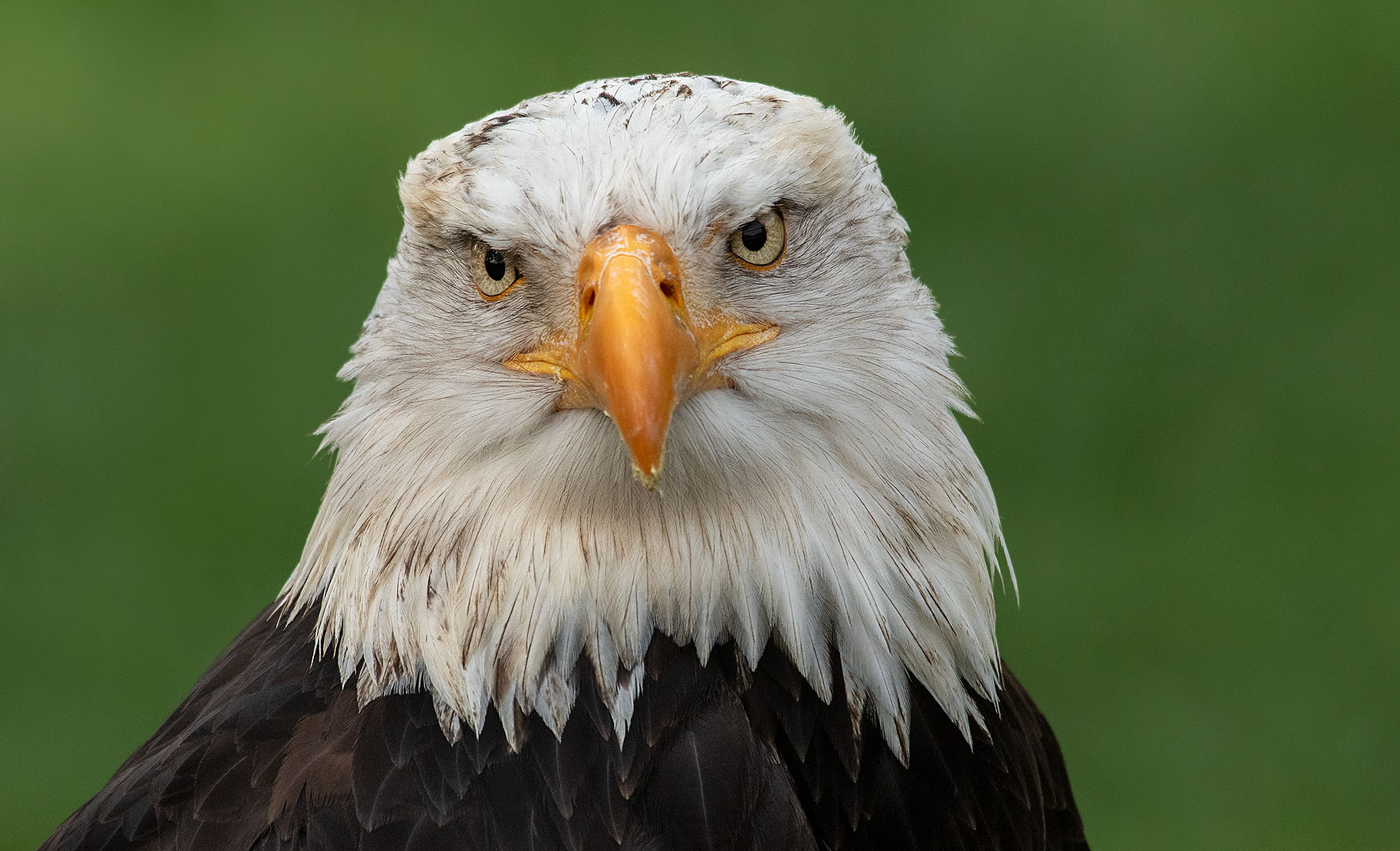 Seeadler