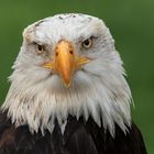 Seeadler