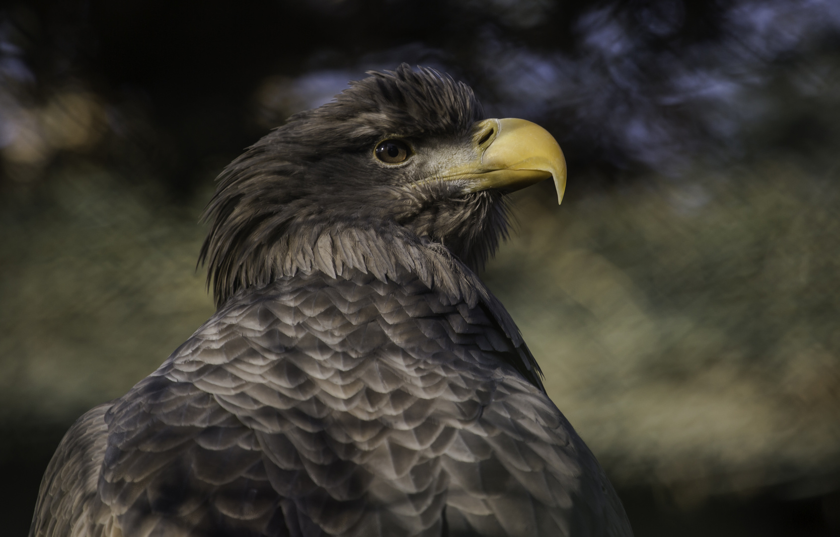 Seeadler 