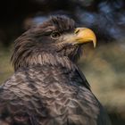 Seeadler 