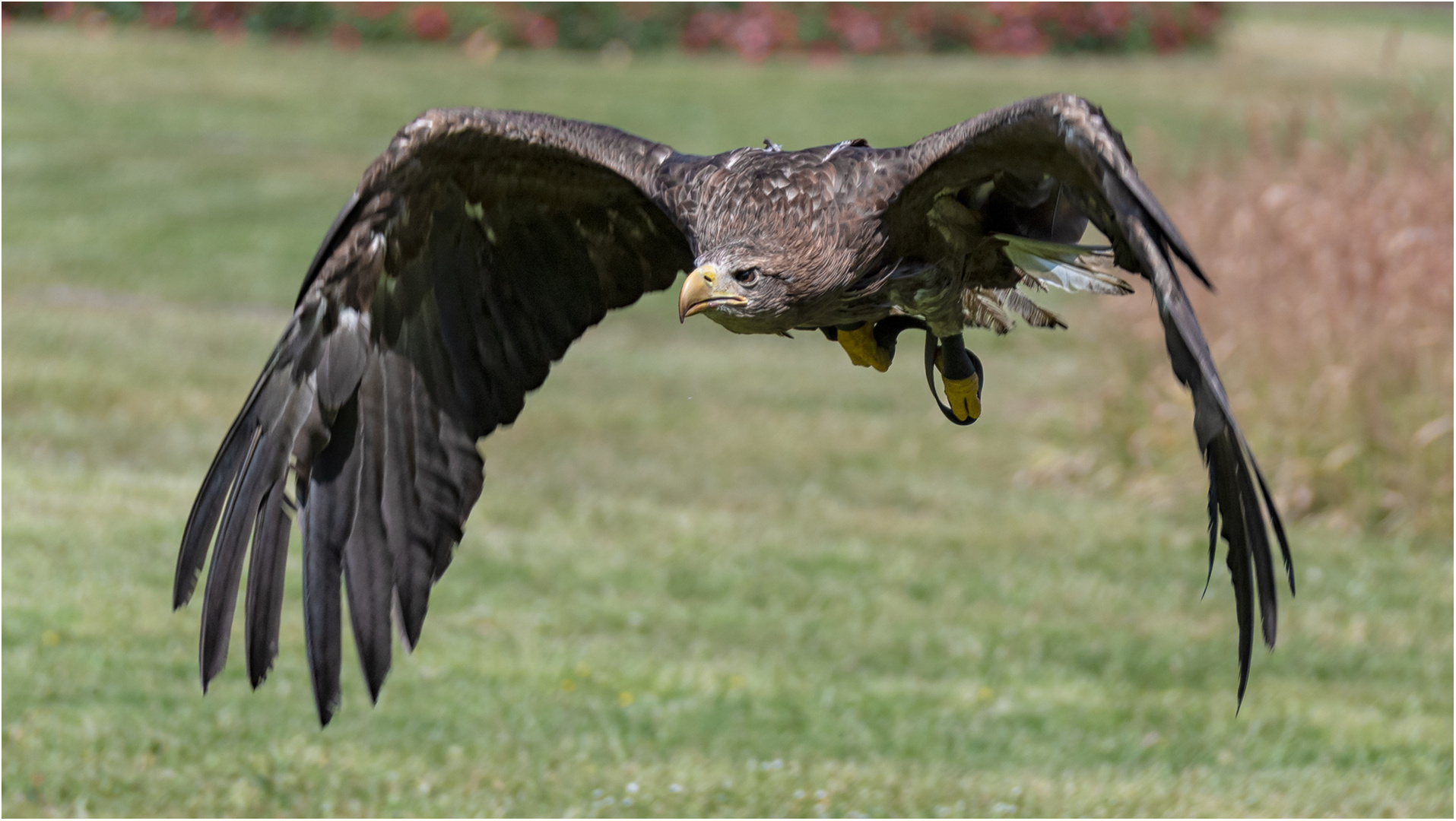 Seeadler