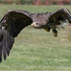 Seeadler