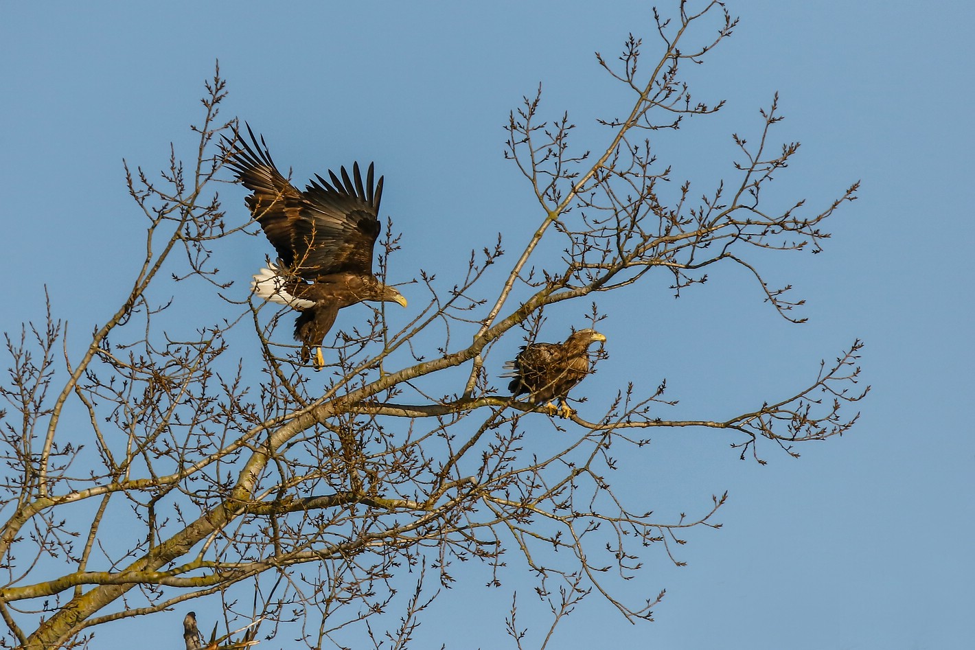 Seeadler