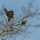 Seeadler