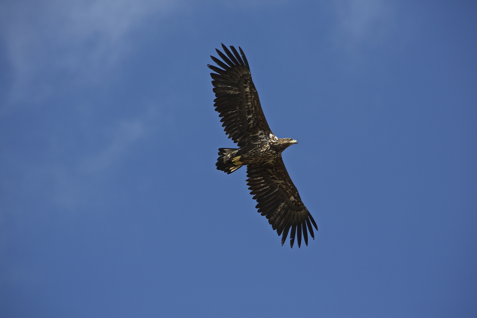 Seeadler