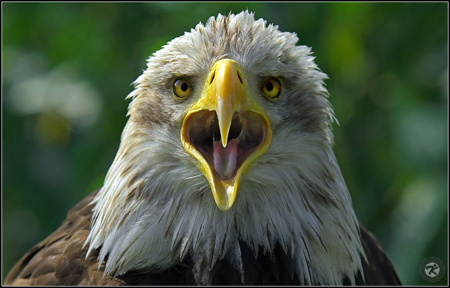 < Seeadler >